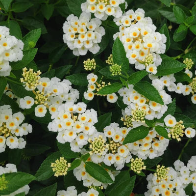 2 Lantana Plants Live, Lantana Live Plants for Planting Outdoors, Perennial Plants, Well Rooted, Random Color Lantana