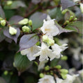 Cream Weigela Flowers Plant, Live Weigela Flowers Plant, 4 Inches Pot, Starter Plant for Outdoor Patio, Container