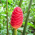 Set of 5 Shampoo Ginger Roots, Zingiber Zerumbet Red Pinecone Ginger Rhizomes, Cold Hardy Outdoor Plant for Garden Landscaping