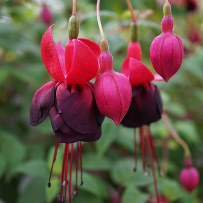 Pack 2 Fuchsia Plants Live, Vibrant Fuchsias Hanging Flowering Plant 3-5 Inches, Gardens, Patios, and Indoor Growing (Black Flowers)
