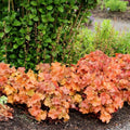 Cherry Coral Bells Heuchera Live Plant in 2.5 Inch Pot, Perennial and Shade Heucherella Bushes Shrubs Plant
