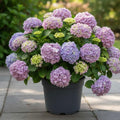 Blue or Pink Flower Hydrangea Live Plant 4" Pot, Hydrangea Shrub Flower Plants for Outdoor or Indoor Planting, Change Color Perennial Plant