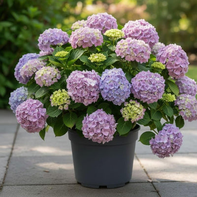 Blue or Pink Flower Hydrangea Live Plant 4" Pot, Hydrangea Shrub Flower Plants for Outdoor or Indoor Planting, Change Color Perennial Plant