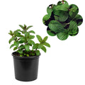 Live Mint Herb Plant, Perennial Mint Plant, Fragrant Mints, 3.5 Inch Pot for Indoor or Outdoor Growing (Chocolate Mint)