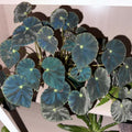 Begonia Live Plant, Black Begonias Live Plant Outdoor 3.5 Inches Pot, Rare Begonias Live Plant House Plant, Indoor House Live Plant, Ornamental Plant Live Indoor