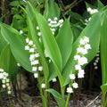 10 Lilies of The Valley Bulbs, Lily of The Valley Bulbs, Lily of The Valley Bulbs for Planting, Prennial Flower Bulbs