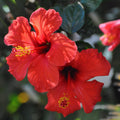 3 Hardy Hibiscus Plants Live, Red Hibiscus Flowers Plant, Hibiscus Live Plant, 5 to 7 Inc in Height Seedling, No Pot