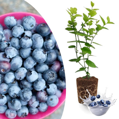 Fast-Growing Blueberry Plant Live for Planting, Blueberry Bushes for Planting, 4"-7" Cold Hardy Blueberries Southern Highbush