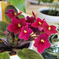 African Violet Live Plant in 4 Inch Pot, Flowering Houseplant, Easy Care Indoor Plant with Vibrant Blooms (Red African Violet)