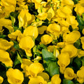 Yellow Calla Lily Bulb, Calla Lily Plant Live Bulb, Calla Lily Bulb for Planting Outdoors, Giant Calla Lily Bulb to Grow