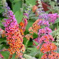 Bicolor Butterfly Bushes Plant, Butterfly Flowers Starter Plant, Cut Back Dormant, 3 to 6 Inch Tall for Butterfly Bushes, Fragrant Flowers for Garden