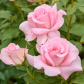 Pearly Gates Peachy Climbing Rose Live Plant, Can Grow As Rose Bushes Shrubs, Fragrant Ready to Plant, Starter Size, 5 to 10 Inc Tall, Dormant in Winter