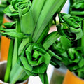Pandan Leaves Plant Herb for Planting Indoor Outdoor Perennial Ornament Vegetable Pandan 5-8 Inches in Tall