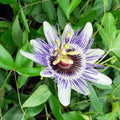 2 Abundant Bloom Blue Passion Flower Plants Live, Passiflora Live Plant for Trailing, Climbing Trellis Outdoor, 5-9" in Tall, Perennial, Fragrant