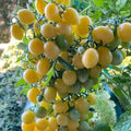 White Tomato Cherry Live Plant in 4 Inch Pot, Sweet Tomato Cherry Plants Live 8-10 Inch Tall, Seedling Vegetable Plant for Planting Outdoor Garden