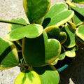 Yellow Hoya Kerrii Heart Plant Live, Hoya Plant, Hoya Kerrii Plant Live 2 Inches Pot for Planting