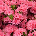 Coral Reblooming Azalea Rhododendron Plant Live in 4 Inch Pot, Azalea Rhododendron Bush Shrub, Bloom in Spring, Late Summer, Fall Rebloom
