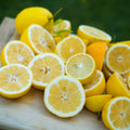 Live Yellow Lemon Tree, 3-5" Tall, Well Rooted for Planting