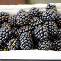 Set 2 Triple Crown Thornless BlackBerry Plant Live, BlackBerry Bush 4-8 Inch Tall, Thornless Fruit Plants for Garden, Orchard Growing Plant