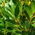 Bay Laurel Plant Tree Live, Laurus Nobilis Bay Leaf Trees, Sweet Bay Laurel Tree, 5-9" Tall, No Pot