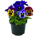 Pansy Plants in 4 Inch Pot, Mix Colorful Bloom Pansies Plant for Planting, Live Pansy Plants
