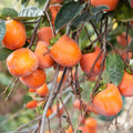 American Persimmon Tree Live Plant in Quart Pot, 6 to 12 Inc Tall, Persimmons Fruit Trees Live Plants Well Rooted, Large and Sweet Fruits