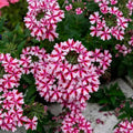Pack 3 Bicolor Red White Verbena Plants Live Perennial Ground Cover, No Pot, 5-9" in Tall, Can Grow As Trailing Bushes, Spring Flowers