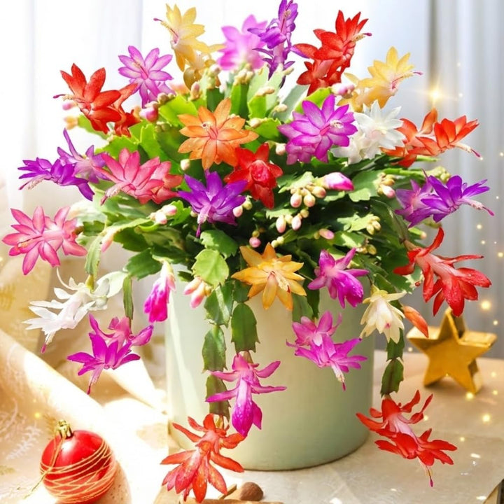 Random Christmas Cactus Live Plant, 4-8" Tall, Holiday Cactus