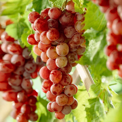 Red Grape Plant Live for Planting, Red Seedless Grape Vine Sweet Grape Fruits 1 to 2 Years Old, 5-9" Tall, No Pot
