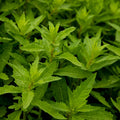 Epazote Live Plant, Epazote Herb Plant Starter 4 Inch Pot, Indoor Outdoor Planting