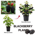 Triple Crown Thornless BlackBerry Live Plant, 5-8" Tall, Hardy BlackBerry Bush, Sweet BlackBerry Fruit Plants Live for Planting in Garden, No Pot