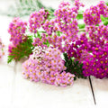 Yarrow Plant, Deep Rose Yarrow Plants Live, 5 to 7 Inc Tall Garden Indoor Outdoor