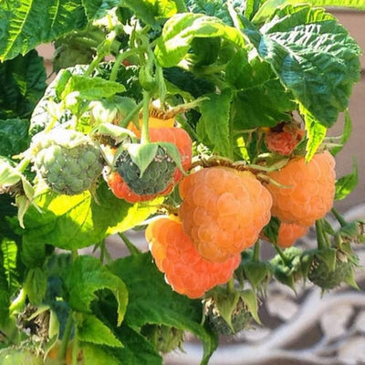 Pack 2 Raspberry Plants Live for Planting, Cold Hardy Raspberry Trees Live Plants, 4 to 9 Inches Tall, Sweet Berry Fruits Seedlings (Fall Gold Raspberry)