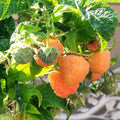 2 Raspberry Plants Live for Planting, Raspberry Trees Live Plants 4 to 9 Inches Tall, Sweet Berry Fruits Seedlings (Fall Gold Raspberry)