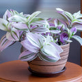 Pink Wandering Jew Plant, Wandering Jew House Plant, Pink Wandering Jew Vine Plant Live 2.5 Inches Pot to Plant Indoor Outdoor