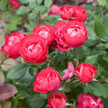 Roses Plant Live, in Pot, Fragrant Roses Flowers, Everblooming Ornamental Garden (Red)