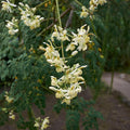Live Moringa Oleifera Plant, 4 to 8 Inches Tall, Outdoor Tree