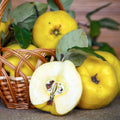 Quince Tree Plant Live, Well-Rooted Fruit Tree, 2-3 Ft Tall