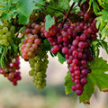 Grape Vine Live Plant 1-2 Year Old, Sweet Grape Plant Live for Growing, Grape Fruit Well Rooted Plant Bareroot (Red Grape)