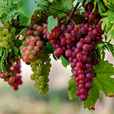 Grape Vine Live Plant 1-2 Year Old, Sweet Grape Plant Live for Growing, Grape Fruit Well Rooted Plant Bareroot (Red Grape)