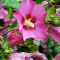 Dark Pink Rose of Sharon Plant Live 4 Inch Container, Hardy Hibiscus Plant Live, Althea Hibiscus Syriacus Flowers