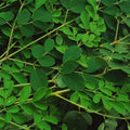 2PPP Moringa Oleifera Live Plant, 4–8 Inches Tall, Tree for Home Gardens