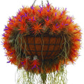 Air Plants Live Houseplants for Garden, 20 Tillandsia Air Plants Live, Purple Red Air Plant for Planting Gardening Outdoor, 2 to 3 Inc Long