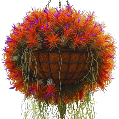 Air Plants Live Houseplants for Garden, 20 Tillandsia Air Plants Live, Purple Red Air Plant for Planting Gardening Outdoor, 2 to 3 Inc Long