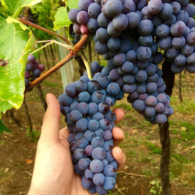 Seedless Grape Vine, Grape Plant Live Well Rooted Plant Zones 4 to 9, Sweet Grape Fruit Tree, in 2.5" Pot