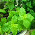 Spearmint Herb Plant Live, Perennial Mint Plant, Fragrant Mints, 3.5 Inch Pot for Indoor or Outdoor Growing