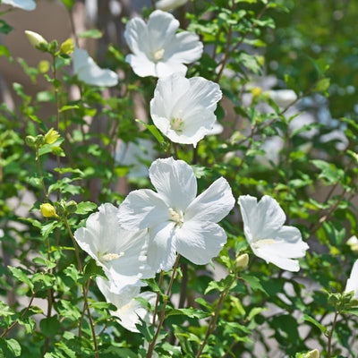 White Rose of Sharon Plant Live 4 Inch Container, Hardy Hibiscus Plant Live for Planting, Althea Hibiscus Syriacus Flowers