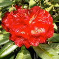 Big 1 Gallon Rich Red Rhododendron Plants Live, 1-3 Years Old Azalea Plants Live Shrubs Bushes for Planting, Very Well Rooted