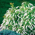 Sweetspire Shrubs Live Bush Plant - 4" Pot