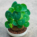 Stephania Cephalantha Live Plant, Rare Caudex Succulent, 2-2.5" Wide Caudex, Cold Hardy Houseplant for Indoor Decor